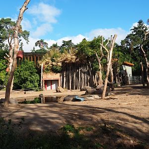 Asian elephant paddock
