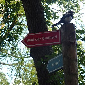 Eurasian magpie (Pica pica) on road signs