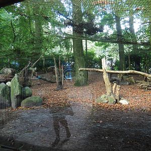 Himalayan monal pheasant exhibit