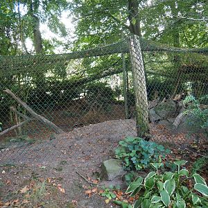 Himalayan monal pheasant exhibit