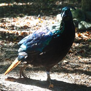 Himalayan monal pheasant (Lophophorus impejanus)