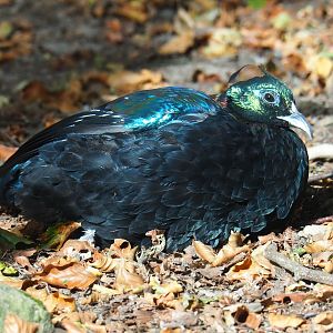 Himalayan monal pheasant (Lophophorus impejanus)
