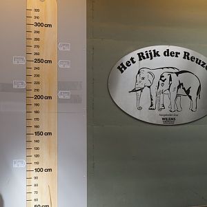 Asian elephant measurements