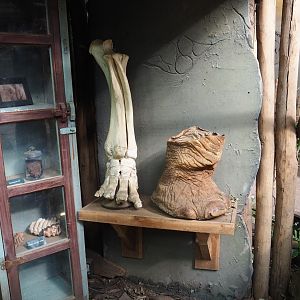 Elephant parts display