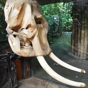 Tusker bull elephant skull