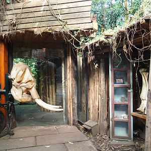 Asian elephant educational displays