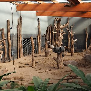 Asian elephant indoor paddock