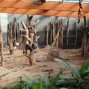 Asian elephant indoor paddock