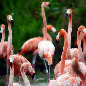 Caribbean flamingos