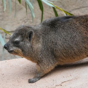 rock hyrax