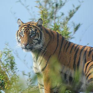 Sumatran tigress