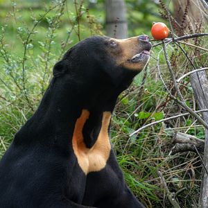 male sun bear
