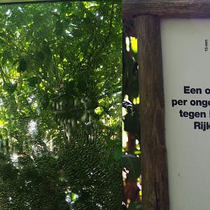 Elephant damaged window