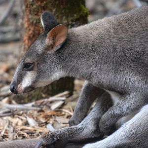 dusky wallaby