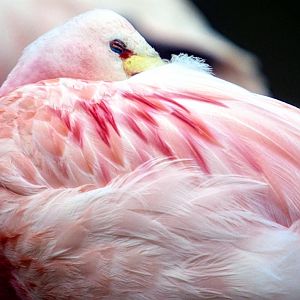 Andean flamingo