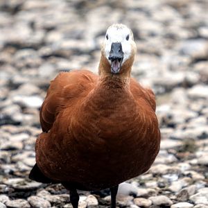 female ruddy shelduck