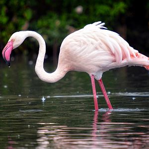 Greater Flamingo