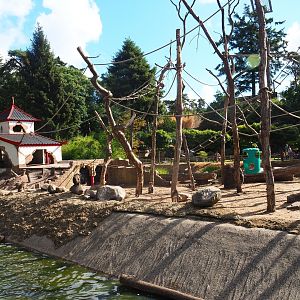Japanese macaque island