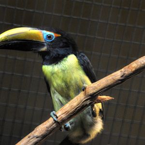 male green aracari