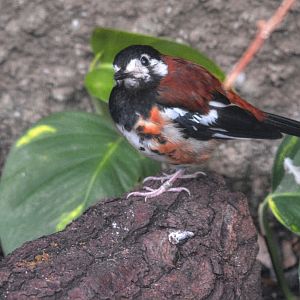 chestnut backed thrush