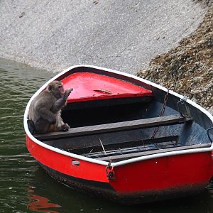 Japanese macaque (Macaca fuscata) in little red boat