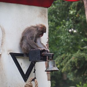 Japanese macaque (Macaca fuscata) on bell holder