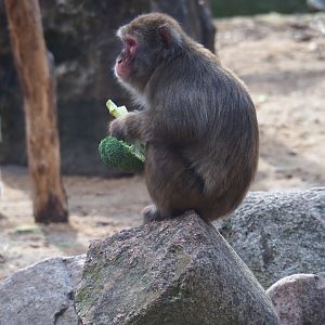 Japanese macaque with a broccoli