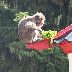 Japanese macaque eating lettuce