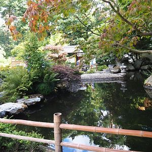 Japanese garden koi pond