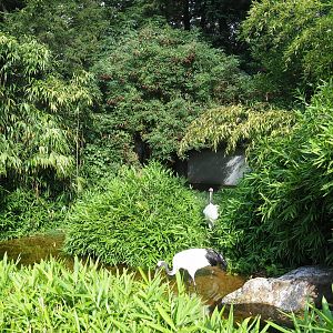 Red-crowned crane exhibit