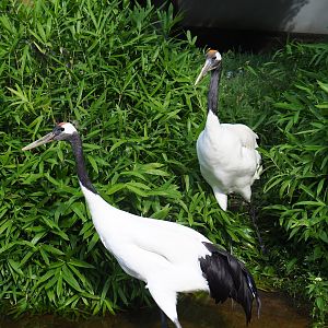 Red-crowned cranes (Grus japonensis)