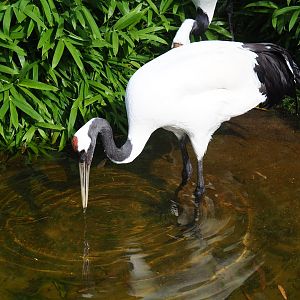 Red crowned crane (Grus japonensis)