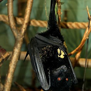 Livingstone's fruit bat (Pteropus livingstonii), also called the Comoro flying fox