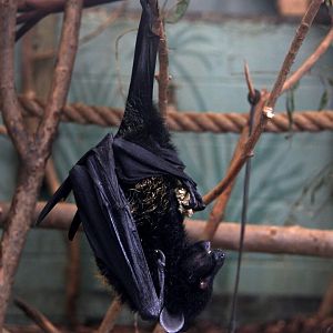 Livingstone's fruit bat (Pteropus livingstonii), also called the Comoro flying fox