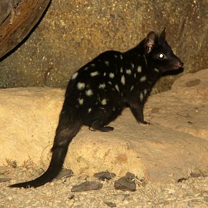 eastern quoll (Dasyurus viverrinus)