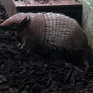 six-banded armadillo (Euphractus sexcinctus)