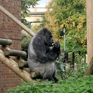 western lowland gorilla (Gorilla gorilla gorilla)