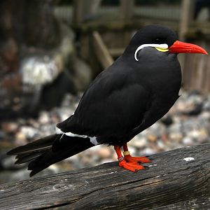 Inca tern (Larosterna inca)