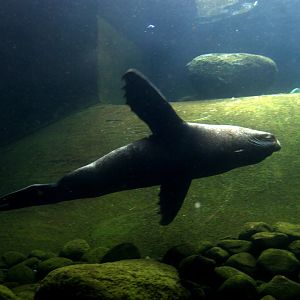 South American fur seal (Arctocephalus australis)