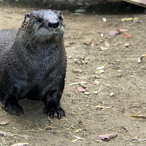 North American river otter (Lontra canadensis)