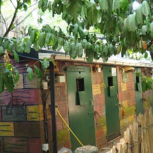 Stinky spotted hyena holding building