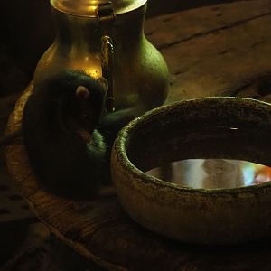 Black rat (Rattus rattus)