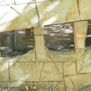 View of black rat dens