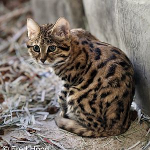 black footed cat (4 months)