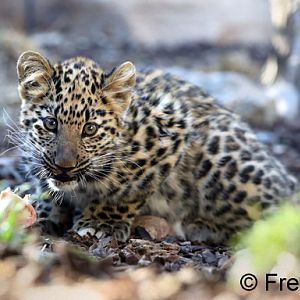 amur leopard (4 months)