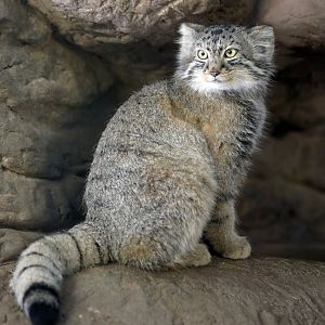 pallas cat (4 months)