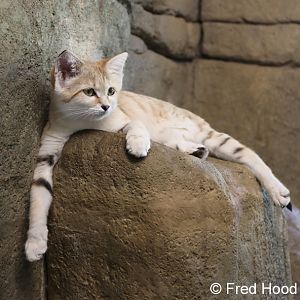 sand cat (4 months)