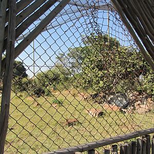 Southern Ground Hornbill Aviary