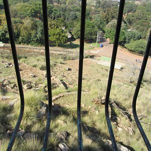 View of Transcaspian Urial Exhibit from Above