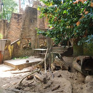 Indian crested porcupine exhibit
